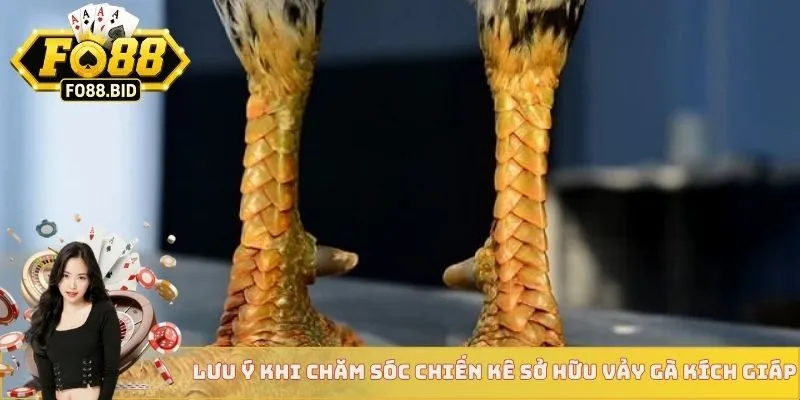 Lưu ý khi chăm sóc chiến kê sở hữu vảy gà kích giáp